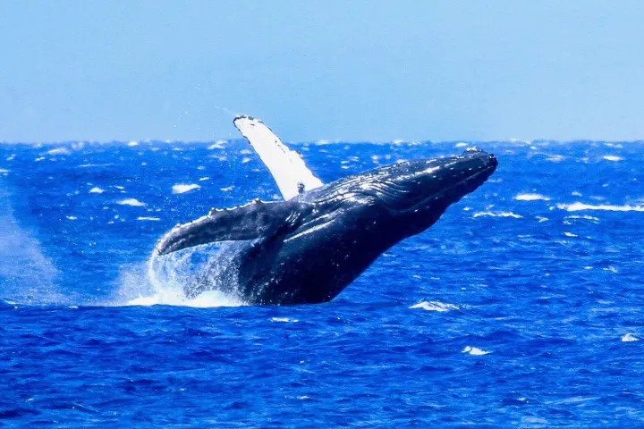 a bird flying over a body of water
