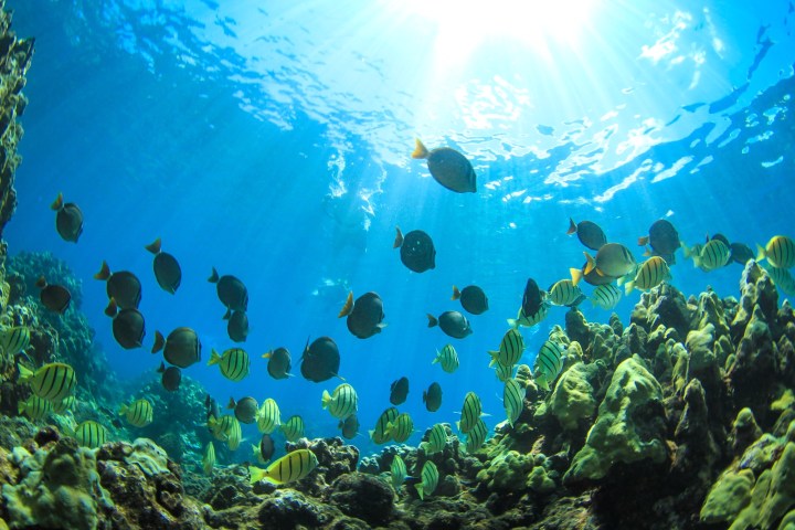 underwater view of a coral