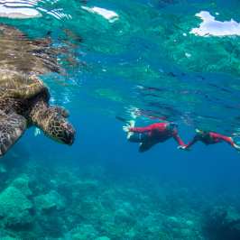 a turtle swimming under water