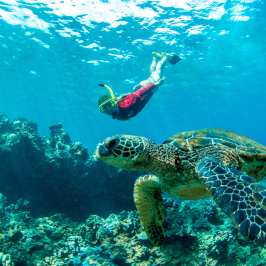 sea turtle and swimmer