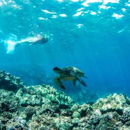sea turtle and swimmer