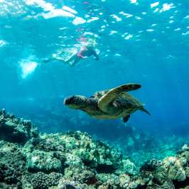 sea turtle and swimmer