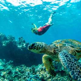 sea turtle and swimmer