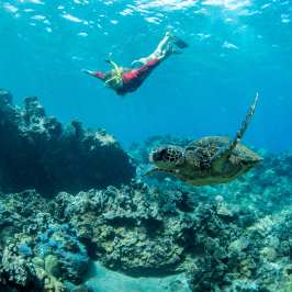 sea turtle and swimmer