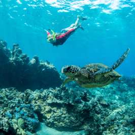 sea turtle and swimmer