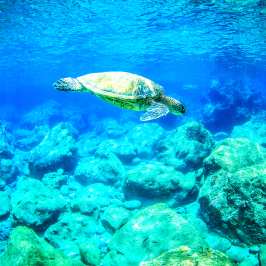 sea turtle underwater