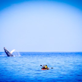 people whale watching from kayak