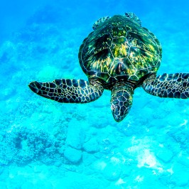 sea turtle underwater