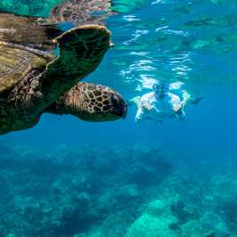 a turtle swimming under water