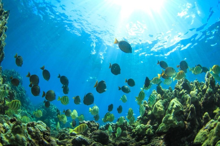 underwater view of a coral